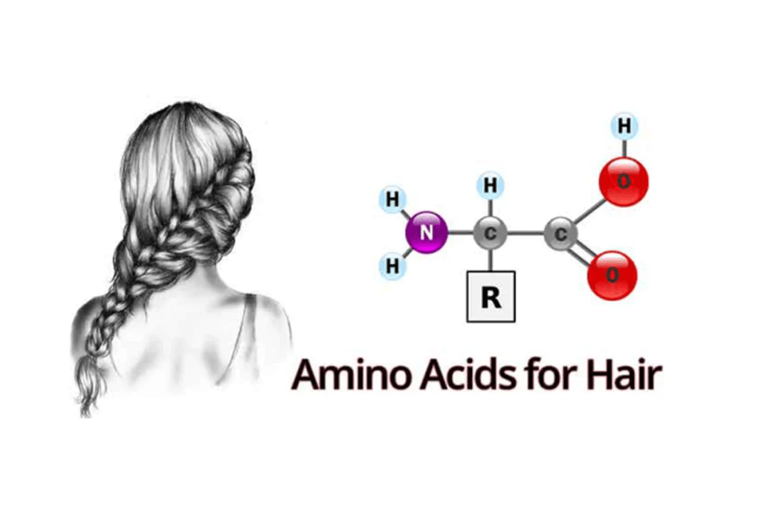 Amino Acid, The Building Block of Hair
